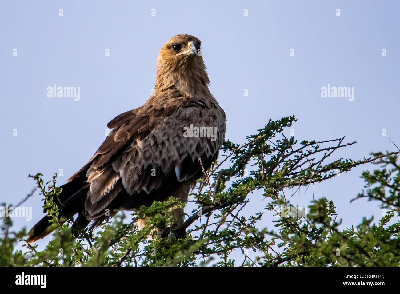 Black-breasted snake eagle Foto de stock