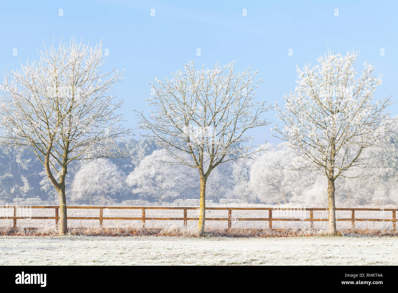 Rural hermosa escena de invierno con fuertes heladas en los árboles y una valla de madera dos rieles. El azul claro del cielo y campos congelados. Tres árboles en una línea. Foto de stock