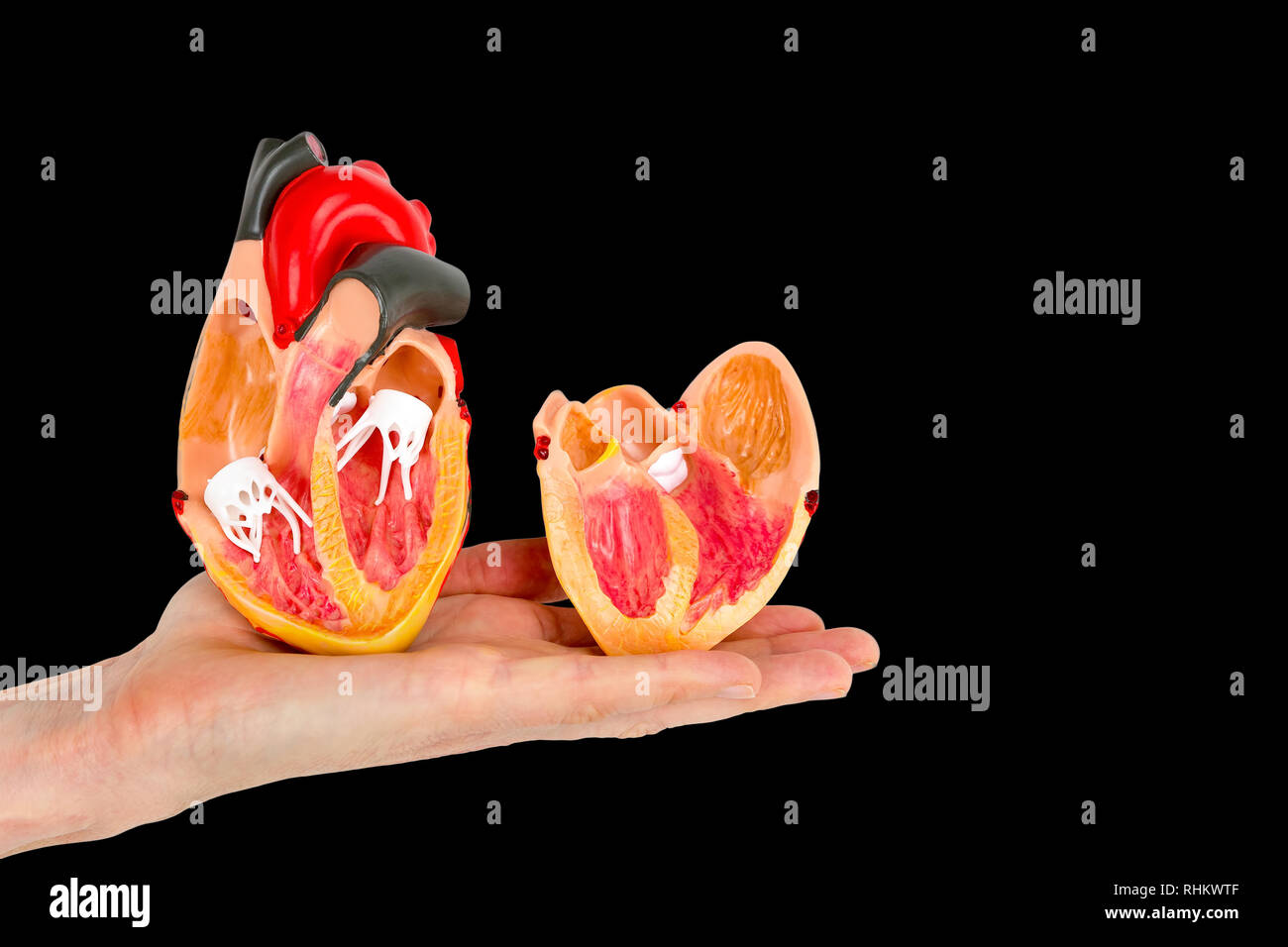 Muestra de mano dentro del corazón humano modelo aislado sobre fondo negro Foto de stock