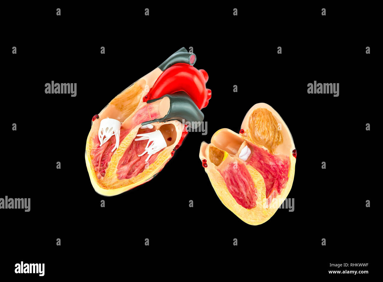 Dentro del modelo de corazón humano aislado sobre fondo negro Foto de stock