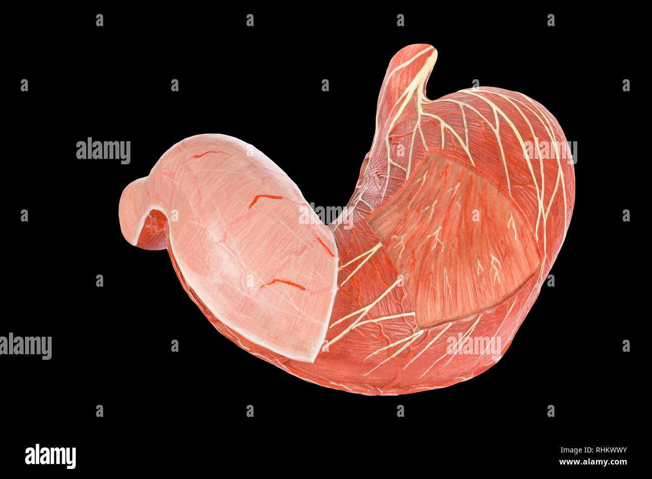 Modelo fuera del estómago humano aislado sobre fondo negro Foto de stock