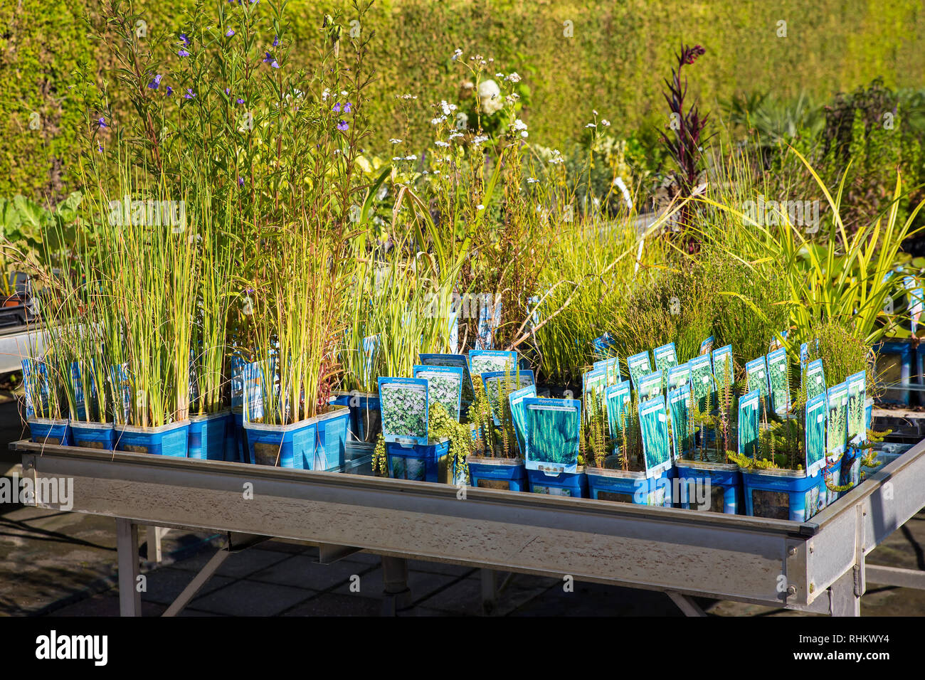 Regar las plantas en macetas en venta en holandés Garden Centre Foto de stock