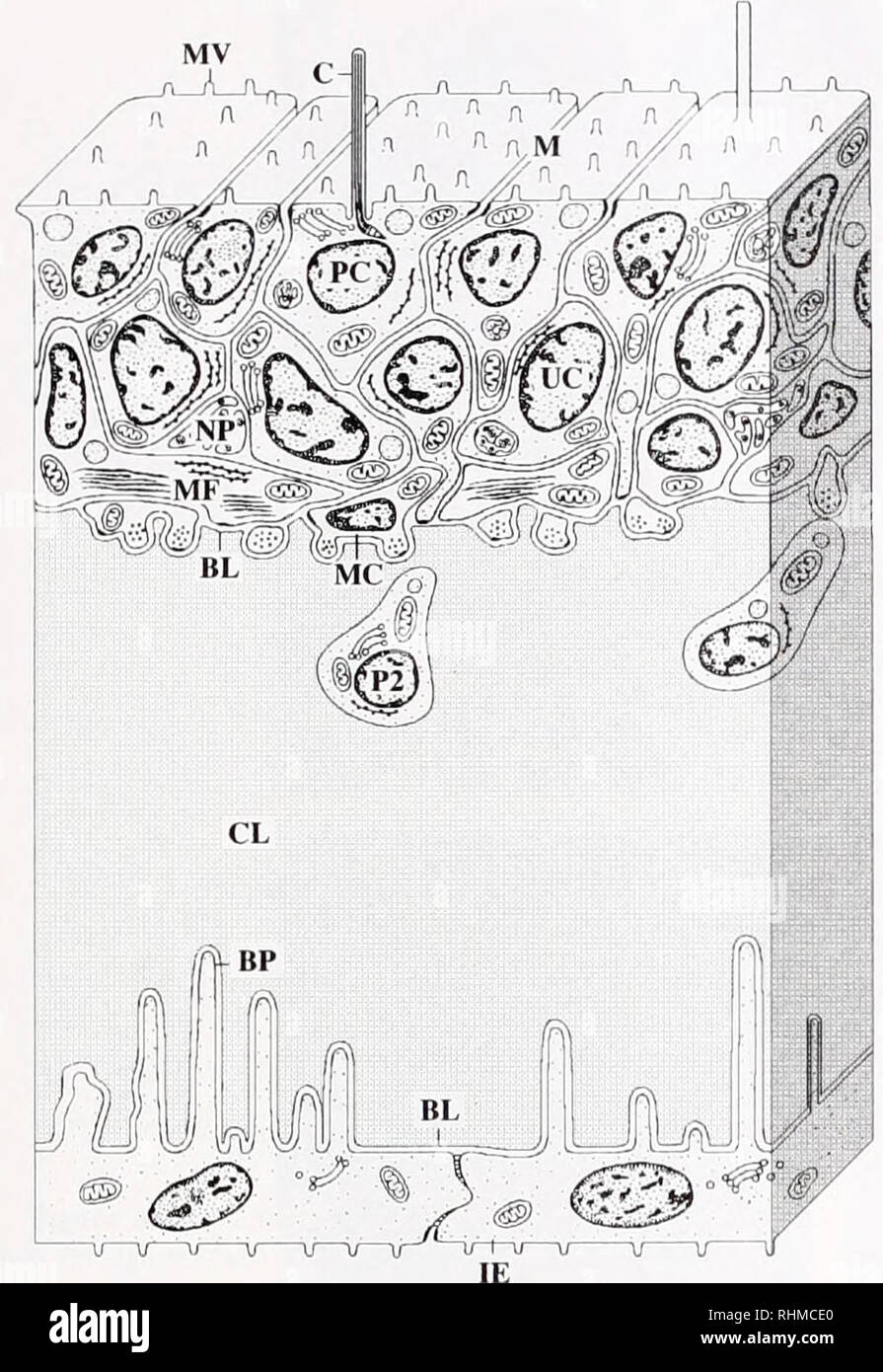 El Boletin Biologica La Biologia Zoologia Biologia Biologia