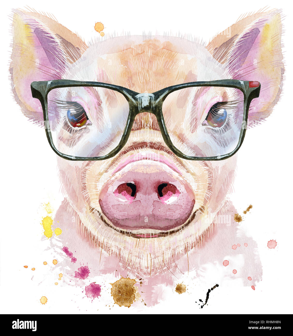 Lechón y cerdo con lentes Imágenes recortadas de stock - Alamy