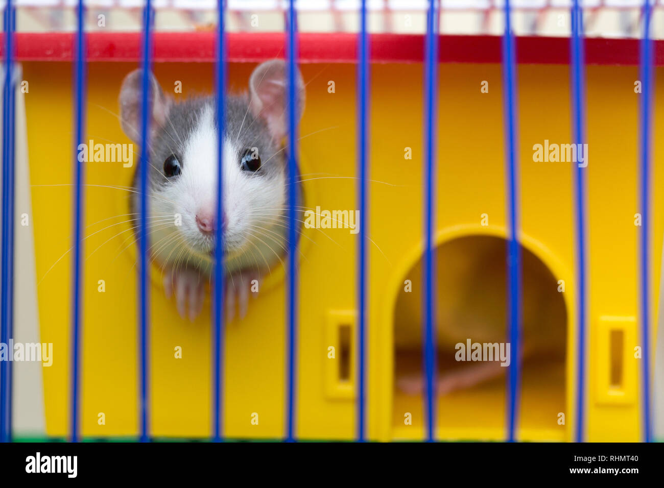 Tamed Mouse Fotos E Imagenes De Stock Alamy