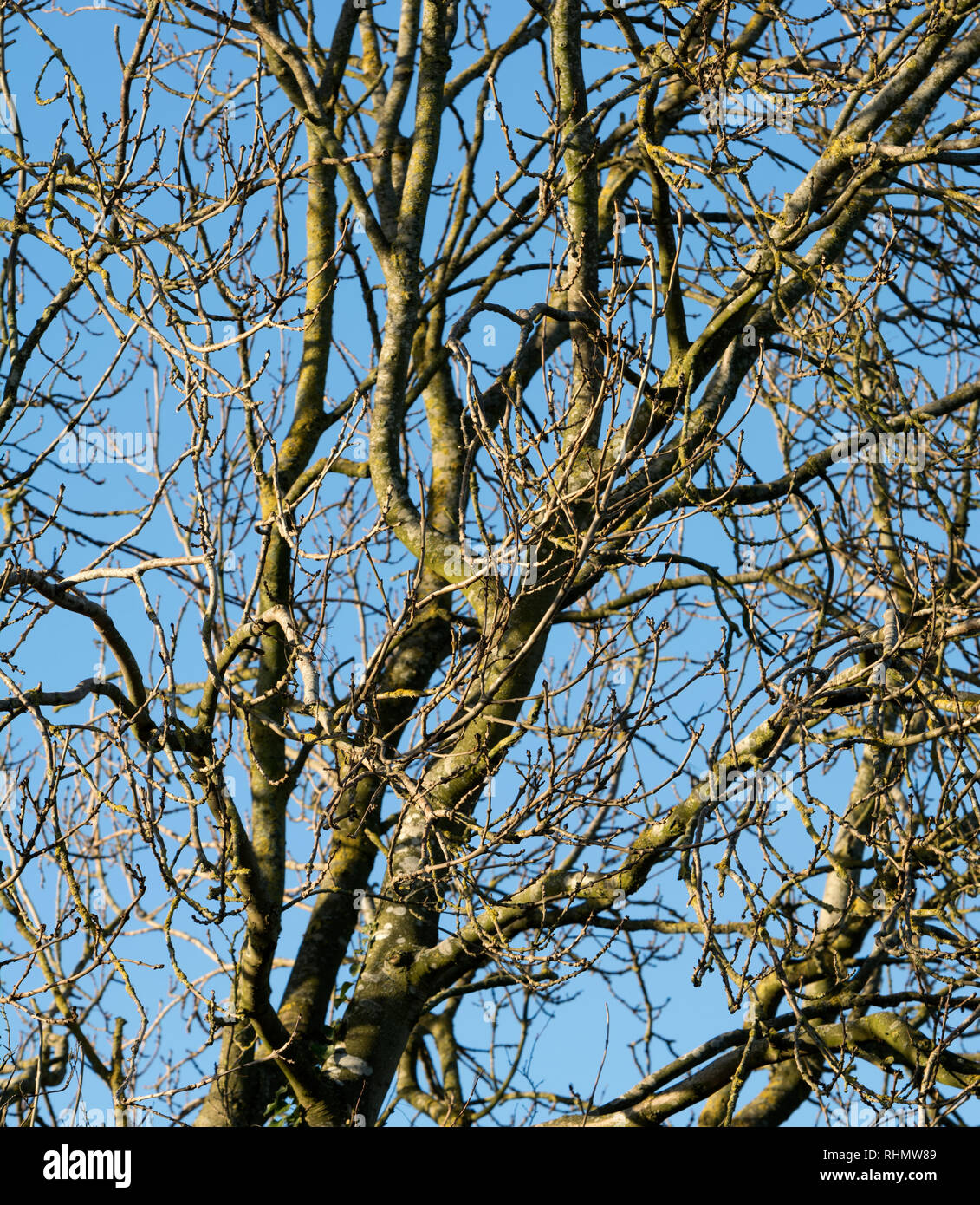 Un árbol de ceniza en invierno Foto de stock