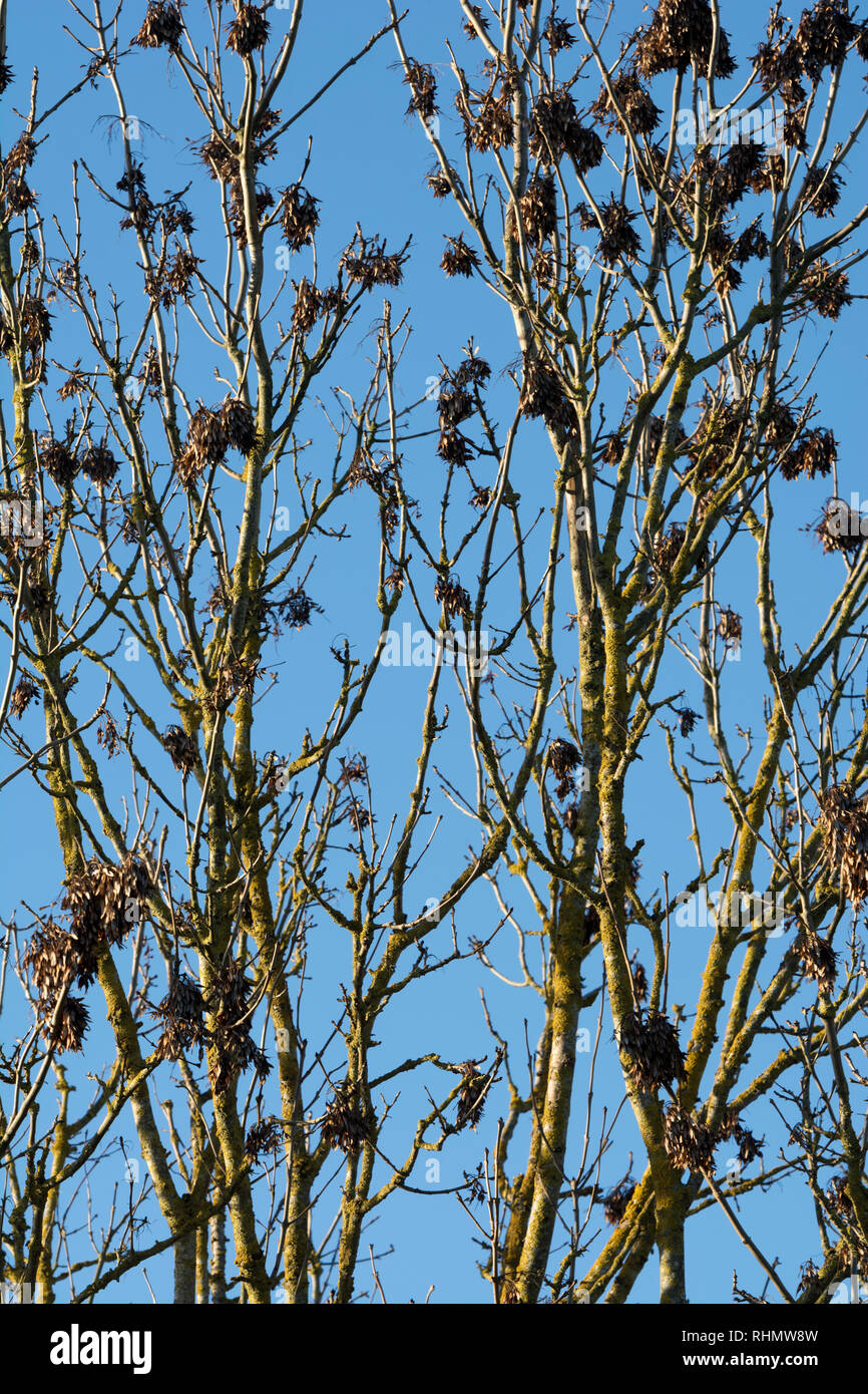 Un árbol de ceniza en invierno Foto de stock