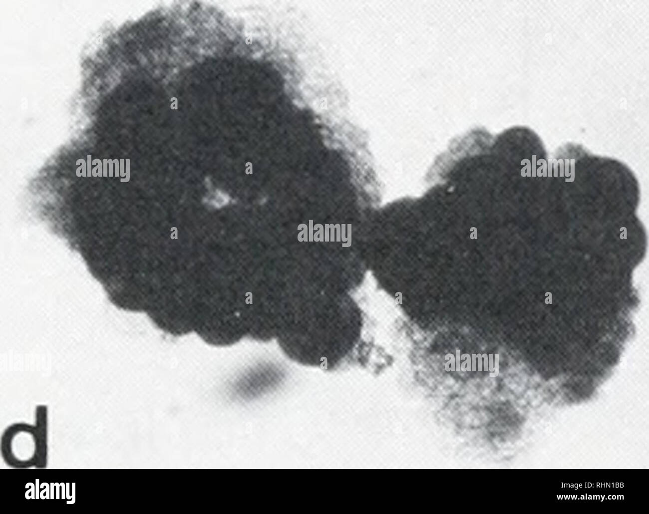 . El boletín biológica. La Biología, Zoología; biología; biología marina. e f g FIGURA 4. Localización histoquímica de la actividad de AChE en H. roretzi todo y cuarto de embrión de diversas edades, (a, b, c) toda Dechorionated embriones después de 22 h (a), (b) de 28 h y 32 h (c) de desarrollo, respectivamente. En (a) las células musculares de la región de punta de caudal no producen dolor, pero en (b) y (c) muestran la actividad de la enzima. Punta de flecha (B) indica la faringe con AChE actividad primordial y puntas de flecha en (c) indicar pequeñas manchas con la actividad de la enzima, (d) B4.1 trimestre embriones con actividad AChE (30 h de Foto de stock