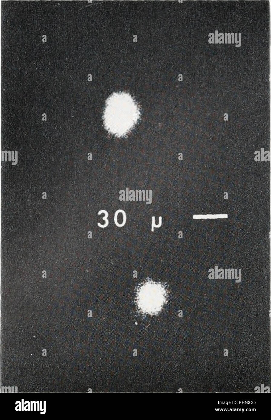 El boletín biológica. La Biología, Zoología; biología; biología marina. 456  FRANK K. Hanson, JKFFKF.Y M1LI.KK, y CF.OKi.K T. Reynolds. Figura 8. El  tamaño y la forma de cada microsources. La parte