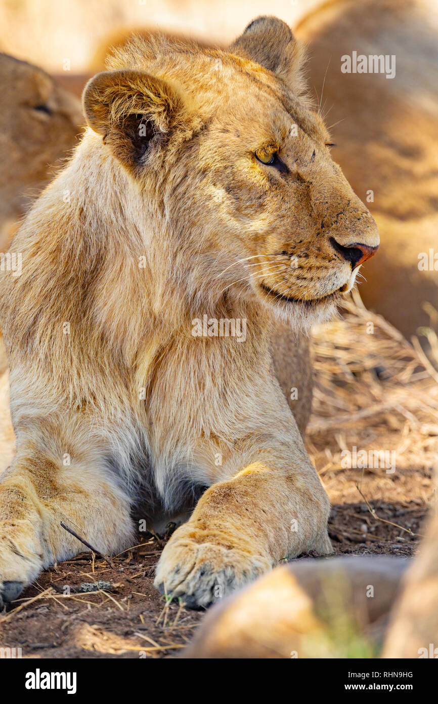 León macho joven descansando junto con el orgullo en el Serengeti Foto de stock