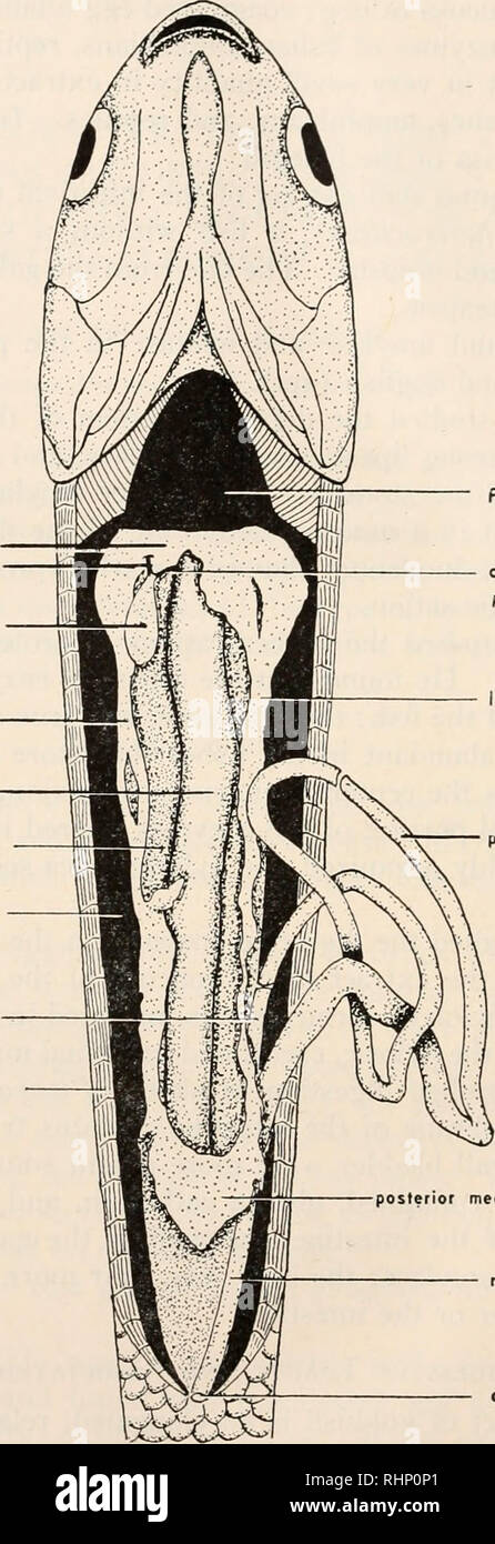 El boletín biológica. La Biología, Zoología; biología; biología marina. 246  DAYA SHANKAR SARBAHI lóbulo hepático mediana anterior conducto cístico de  la vesícula biliar lóbulo hepático derecho bombilla intestinal vejiga de  aire