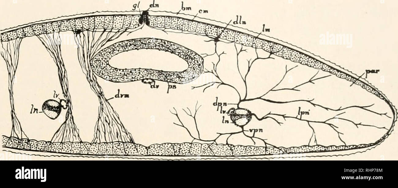 Nervios Perifericos Fotografias E Imagenes De Alta Resolucion Pagina 7 Alamy