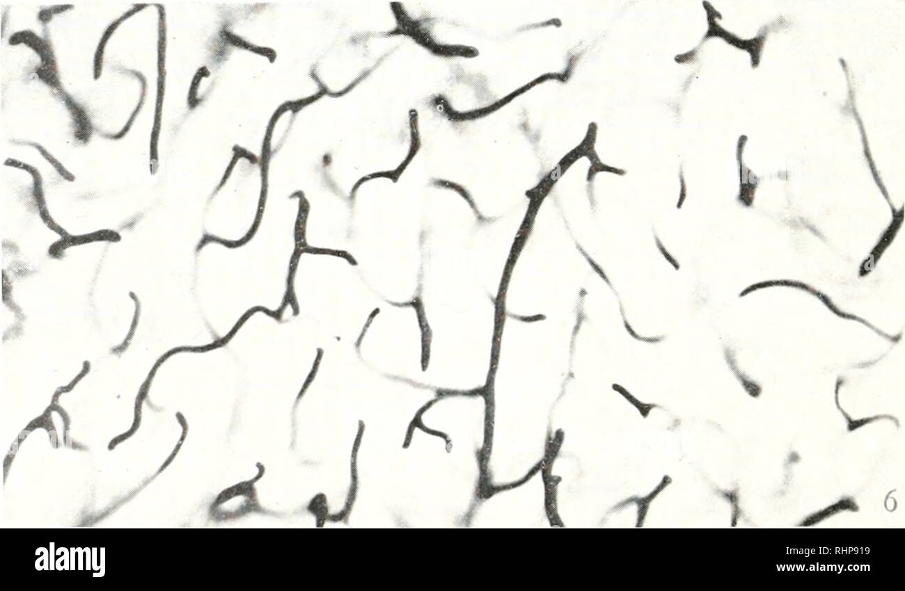 El boletín biológica. La Biología, Zoología; biología; biología marina. 5.  1 n,i KI 5. Una red capilar de estaño- ganglio cerebral del calamar.  Inyección de tinta India-gelatina, formalina, nitrocelulosa, Kid micra.