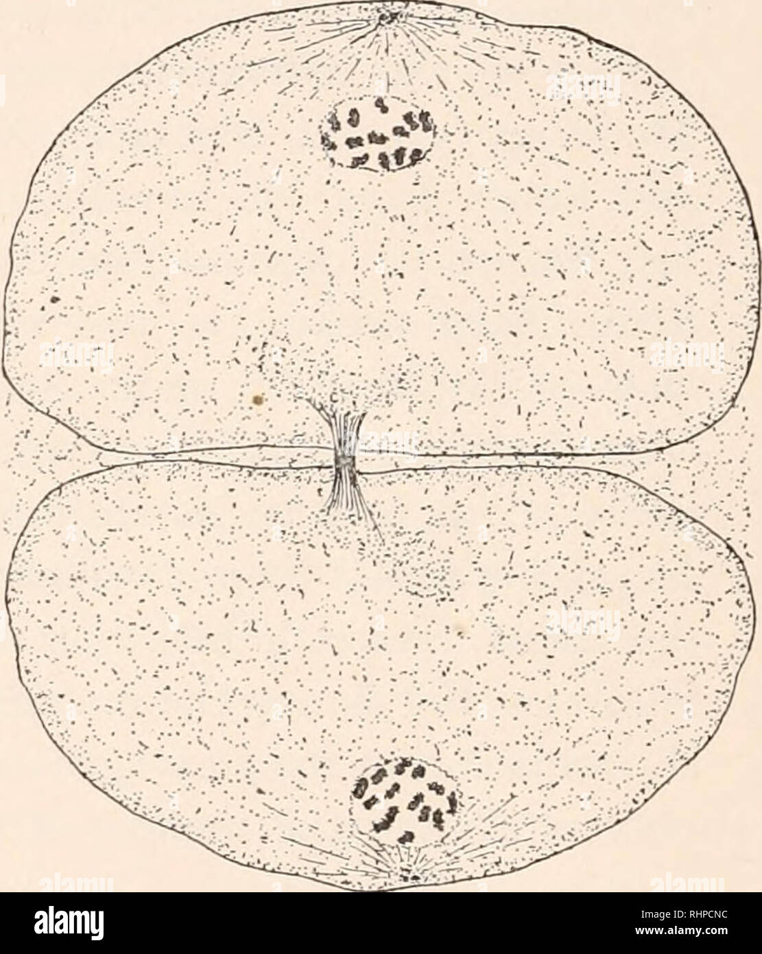 telofase etiquetada