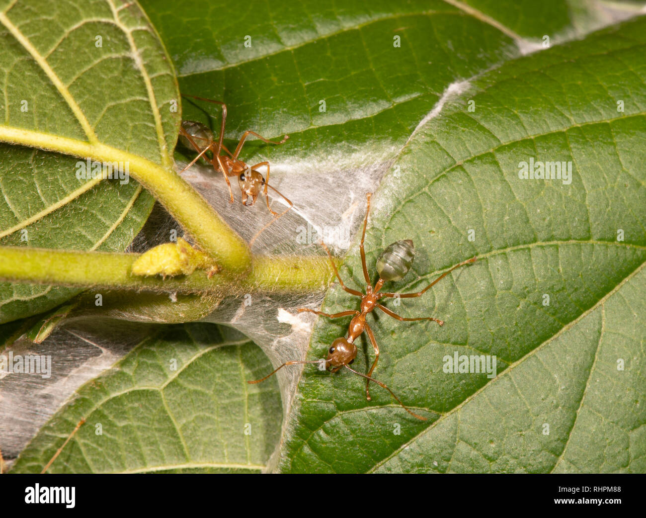 Árbol verde Hormigas (Oecophylla smaragdina) tienden a su nido, Cairns, Far North Queensland, FNQ, Queensland, Australia Foto de stock