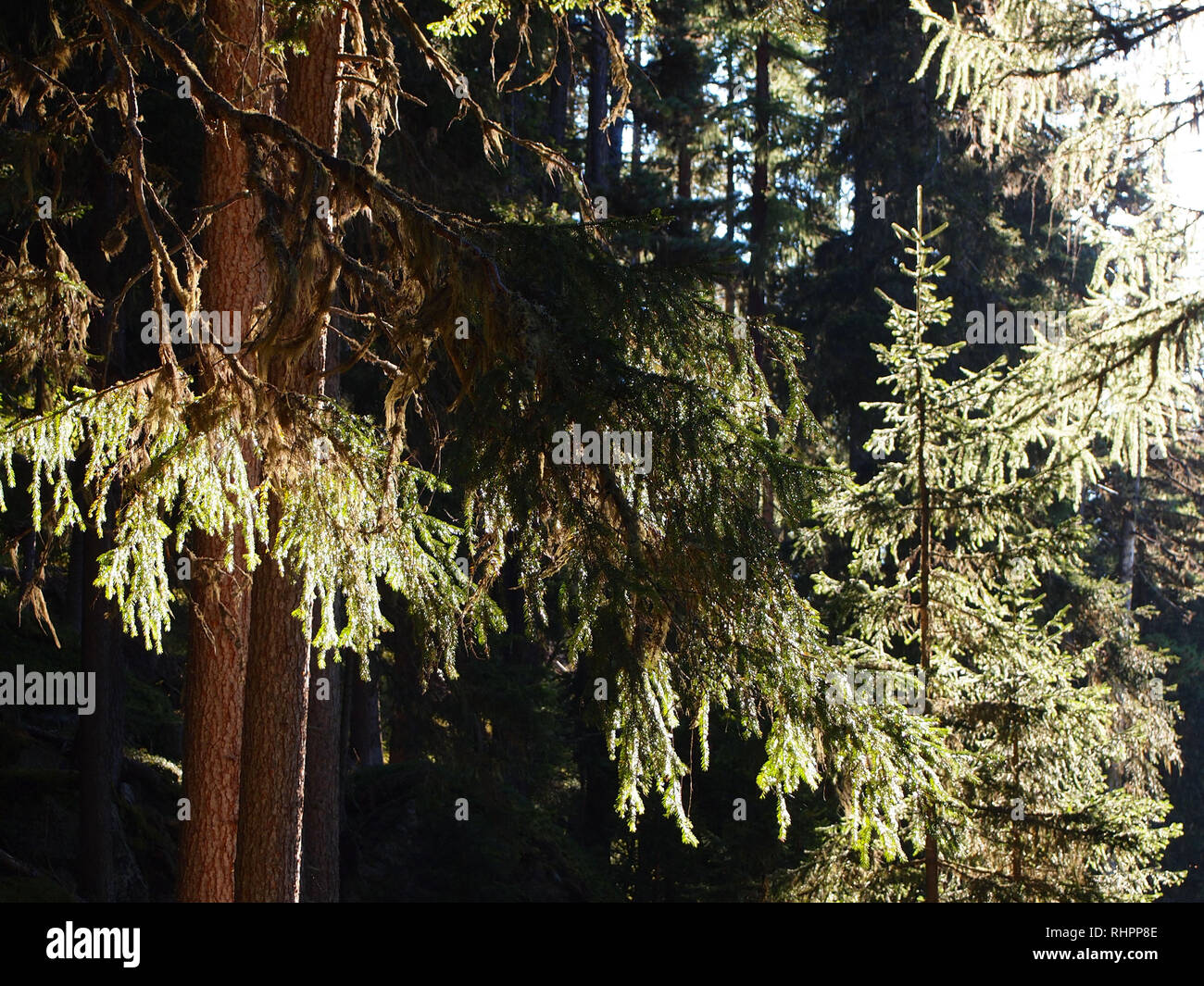 Los bosques de abeto del Parque Nacional Suizo, Suiza, en los meses de verano Foto de stock