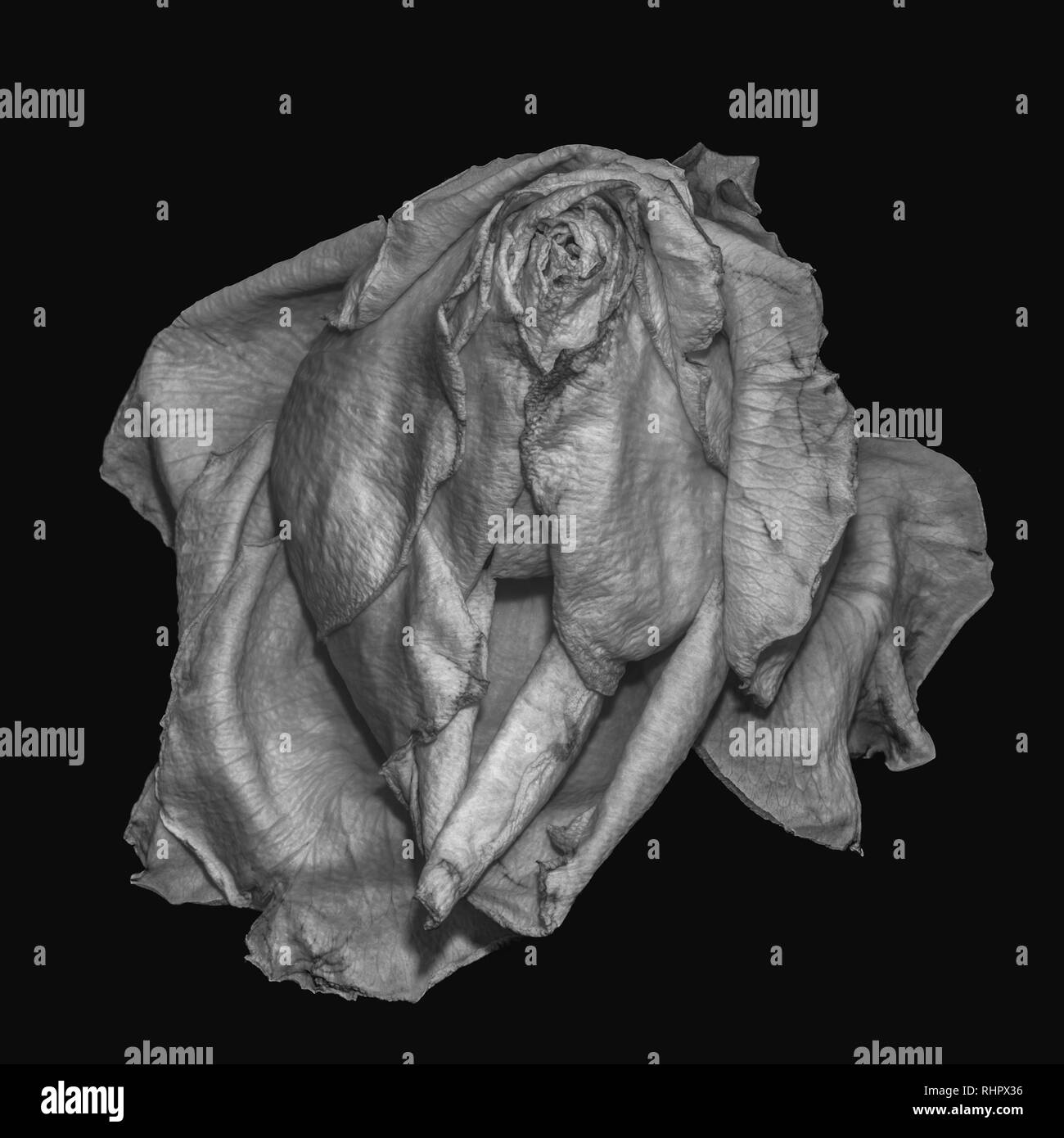 Selen de rosa fotografías e imágenes de alta resolución Alamy