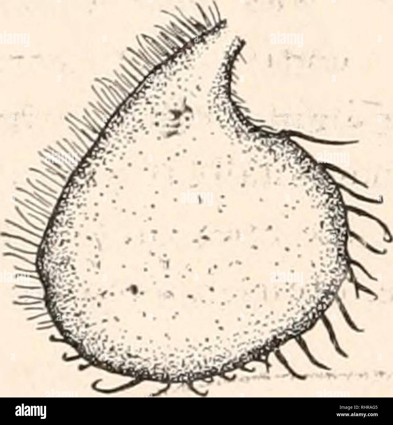 . El boletín biológica. La Biología, Zoología; biología; biología marina. ME 136 LANDER Y BRUES. [VOL. I. último spot alcanza sólo a la segunda longitudinal en un espécimen. Las venas Negro ; costa con un alargue la hinchazón en el cruce de la vena humeral ; la muesca en la punta del quinto sentido distinto. Y Tegulae halterios luz amarilla, el ex negro largo con cilios. Dos machos descrita a partir de especímenes recolectados en el North Park, Colorado. Esta especie se relaciona con Johnsoni Aldrich, pero pueden ser dis- tinguished por su cara ancha, totalmente negra, manchada coxae alas, y violácea delante. Dolichopits paiuster Foto de stock