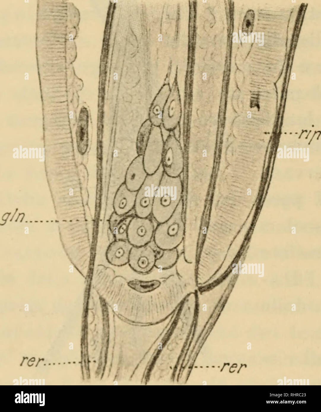 . Biologica.  >s VDI. I. N. 19. A. Porta Proboscide (Fig. 5). La proboscide sirven fissare il pa- rassita all'Ospite, ed è formata da onu processo dello estrato cutaneo, cavo e digitiforme; secondo l'Hamann (1) Original dall'entoderma però e perfora la secondariamente cute; è prov- vista di un numero di uncini vario una seconda delle specie, disposti regolarmente e me da già descritti (2). Uncini rivestiti Detti sono di un solo chitinoso astuccio todos' , ed estremità lia ONU ONU prolunga- mento inferiore detto- Radice. Regola di più ventrali me sono forti ed adunchi dei dorsali, ed io credo Foto de stock