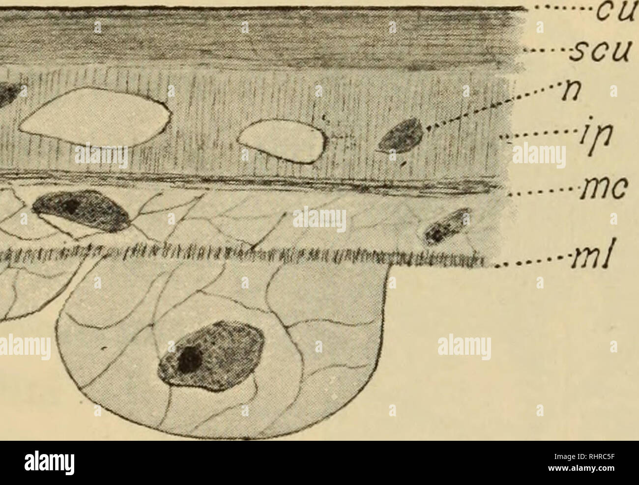 . Biologica. 379 sincizio ACANTOCEFALI DEI PESCI con grossi nuclei (mm. 0,2), por lo più si osservano en essa dei gruppi di che decorrono fibra una varie strati en direzioni, e all'interno di questi strati di fibre si trovano núcleos i dell'ipodermide. Núcleos Questi secondo le ricerche dell'Ramann (1) si los núcleos dai originano giganti dell'ecto- derma della larva; l'ipodermide quindi non è mai priva di núcleos, e questi no solo diventano spariscono ma meno evi- denti o poveri di cromatina ; sono sempre però dimostrabili colorazioni mediante contras di sostanze anilina. sar. • • -^PBJ- sòr.. V. Figura 1 Foto de stock