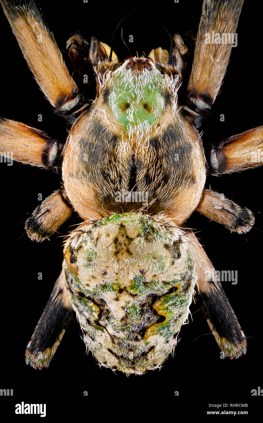 Macro extrema - Vista superior de una araña orbweaver magnificada 4 veces Foto de stock