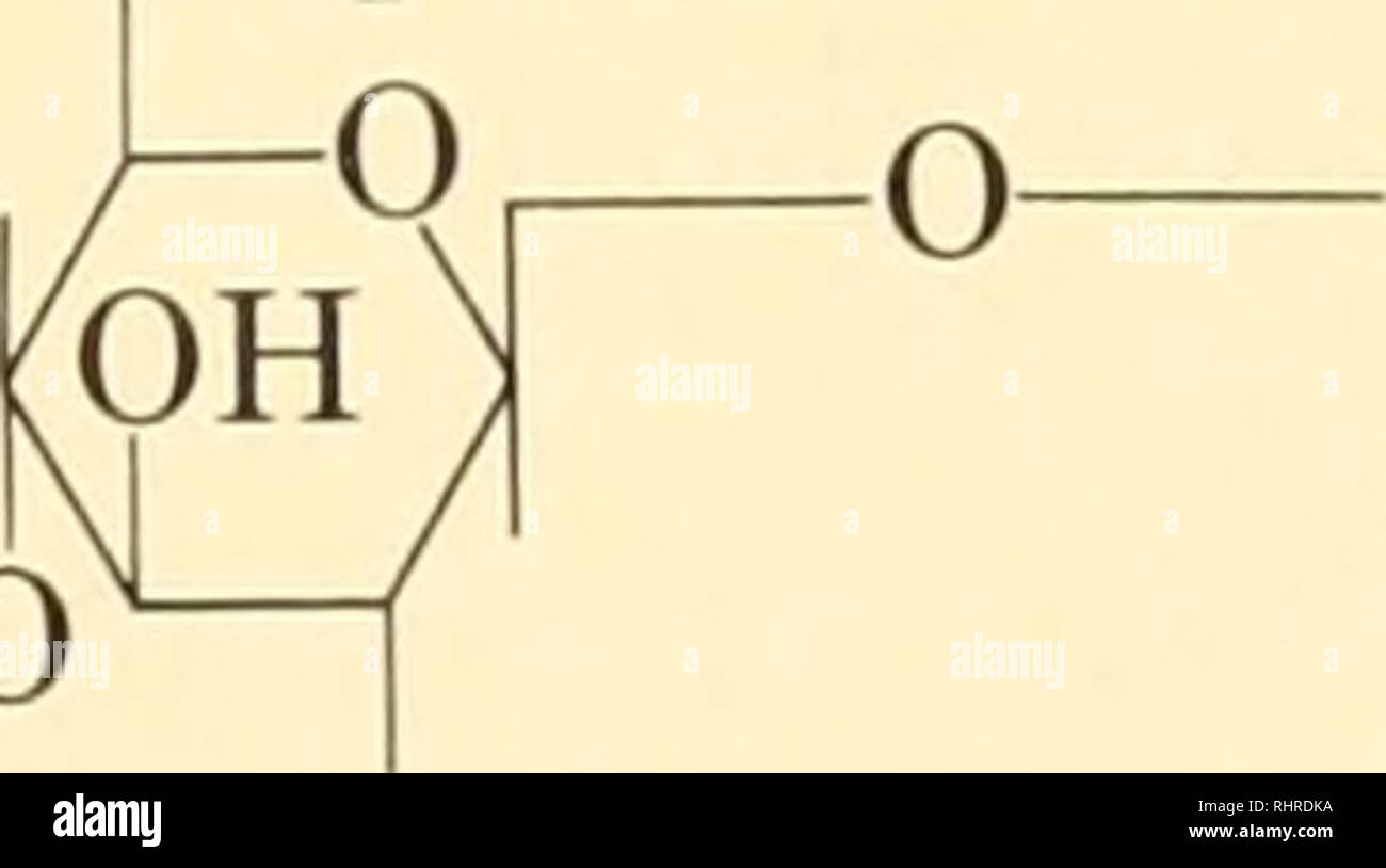 Systematics Bioquímicos. Variación; Bioquímica Botánica. OH (A.