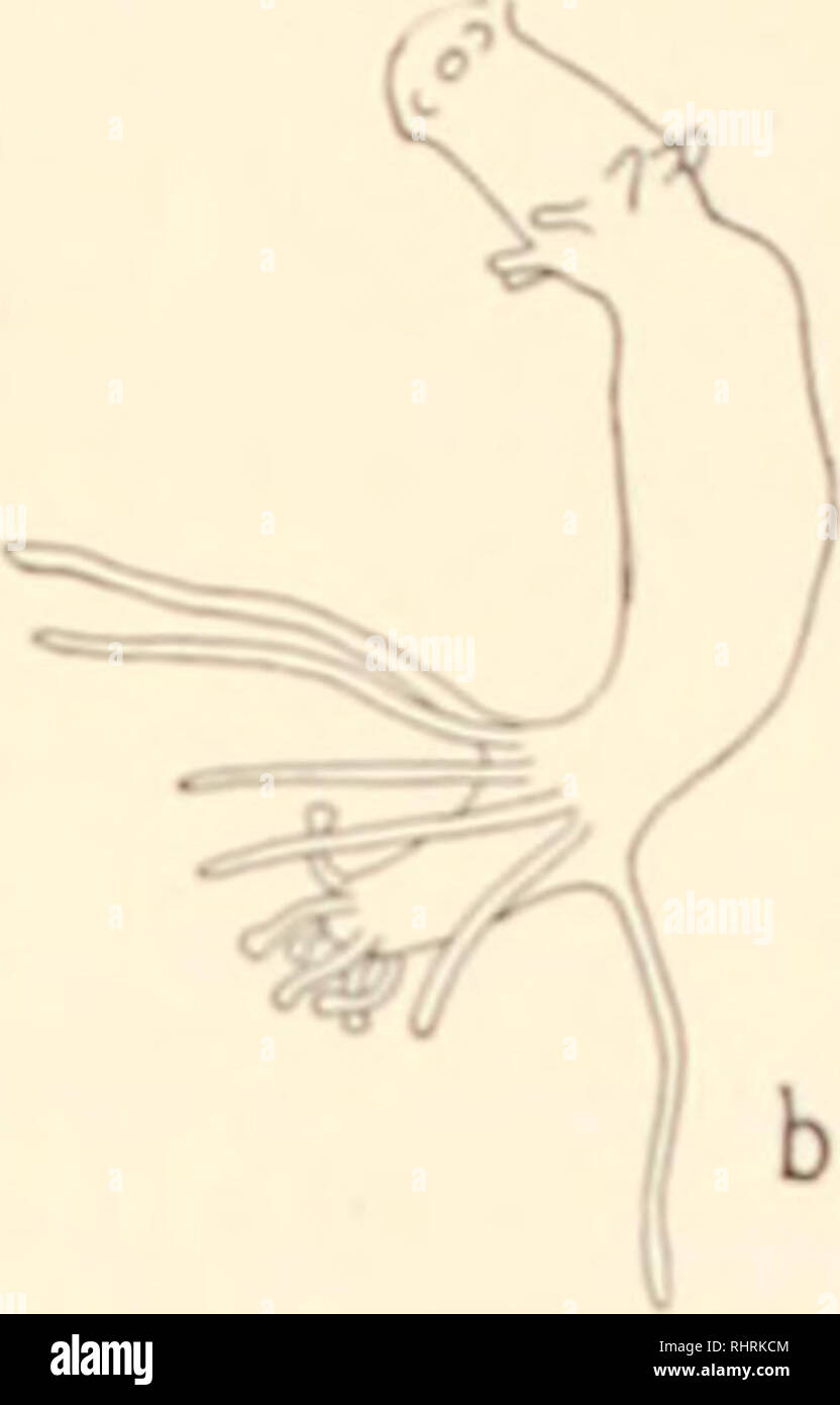 . El boletín biológica. La Biología, Zoología; biología; biología marina. FIG. 3. nentB p"--e--ed frustulcs; el conjunto proximal; hombres t tuvo, por consi- guiente, r nº 6 wa> a -iinil.ii nº 7. i ut ln-n en el C-".ndition mostrada en 1 i. Apareció, cinco días más tarde, como -hon en l-'i^. 7. Nº 8, un caso similar, exhiben -imil.irl una completa re- er.il en li e días. Nº M aibled I-'I'l;. 2. ,1; pero fue el menor, que fue removido hydranth proximal, por un CUl inmediatamente di-tal a ella ; en -e en d.i es un lugar ludranth a> e-tabli-hed en ti- pla rdint; al-i- iv-pedazo heteroinorphic ult-. Foto de stock