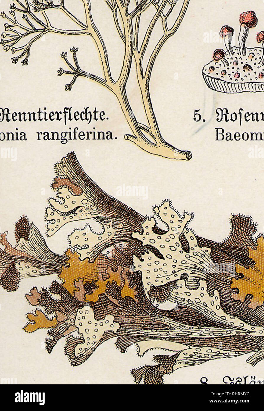 Des Bilder-Atlas Pflanzenreichs nach dem natÃ¼rlichen Sistema.  Bilder-Atlas; Pflanzenreich; Botanik; Sistema NatÃ¼rliches Pflanzen  Naturgeschichte;;;;; Lehrmittel Nomenklatur Systematik. 5. Spirogyra  quinina. 10. fRoter Knorpeltang. Gelidium córneo. Â ...