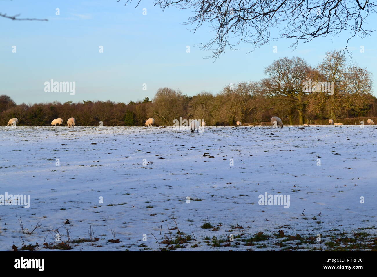 Hermoso invierno suave luz cae sobre las ovejas que pastan en los campos alto en las llanuras del norte, en la cumbre de Fackenden abajo, Shoreham, Kent, Inglaterra Foto de stock
