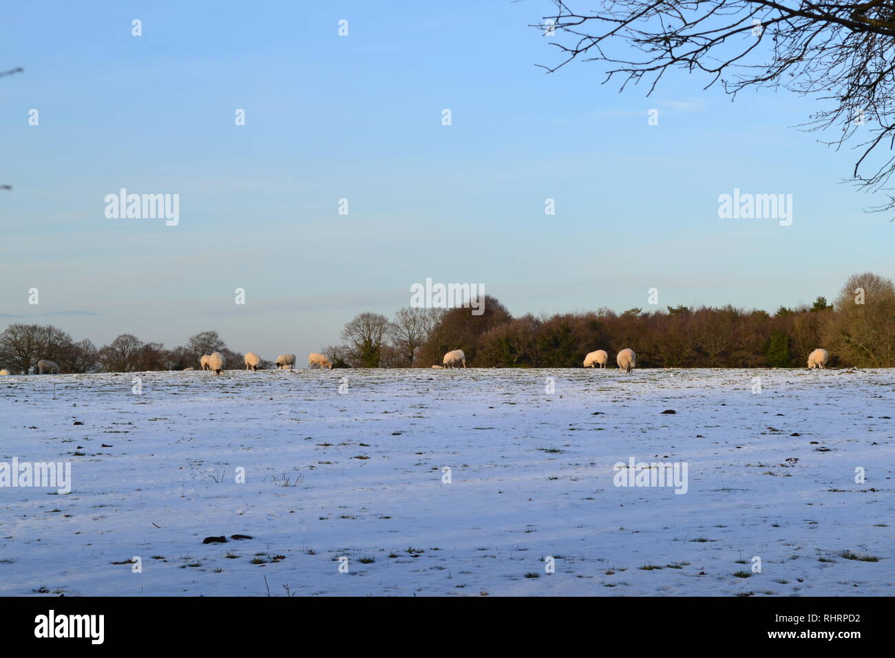 Hermoso invierno suave luz cae sobre las ovejas que pastan en los campos alto en las llanuras del norte, en la cumbre de Fackenden abajo, Shoreham, Kent, Inglaterra Foto de stock