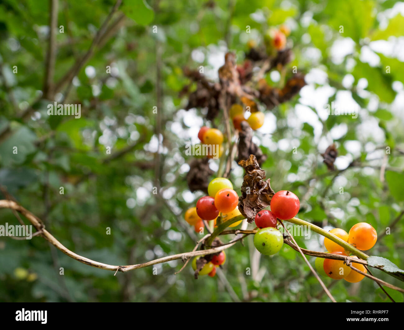 Un clúster montón grupo de white Bryony bayas visto desde abajo en un seto otoñal en el REINO UNIDO Foto de stock