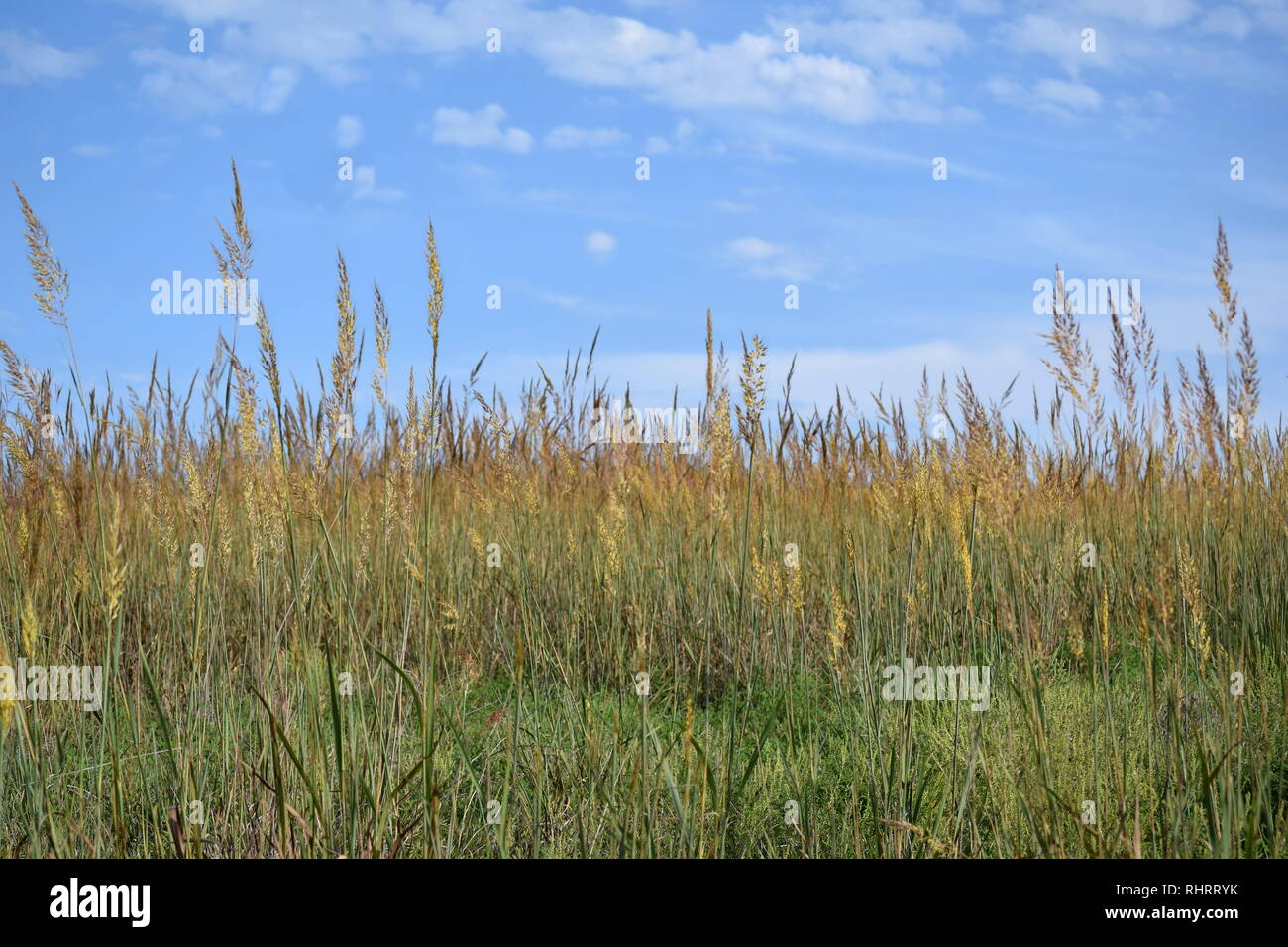 Campo de hierba alta con fondo azul cielo nublado en Omaha, Nebraska, EE.UU. Foto de stock