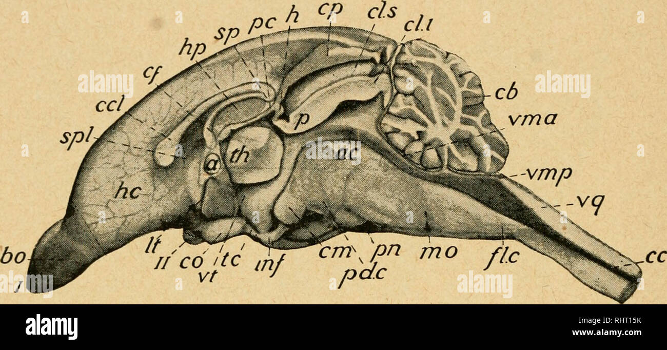 . Bensley práctico anatomía del conejo : un libro de texto de laboratorio elemental en anatomía de mamíferos. Los conejos -- la anatomía. 364 ANATOMÍA DEL CONEJO (a) la profunda pero extremadamente estrechas cavidades formadas por el tercer ventrículo es el mayor espacio anterior apareciendo en el cerebro, la pareja de los ventrículos laterales, que son contados como los dos primeros, sin ser específicamente designado como primer, tumbado lateralmente en los hemisferios. Cada uno de estos ventrículos emparejado está conectado con el tercer ventrículo por un estrecho canal transversal, el foramen interventricular (a la de los varones interventriculare), situado un sho Foto de stock