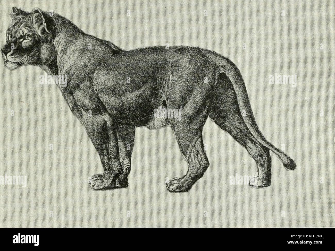 Caza mayor en África y otras tierras; la apariencia, hábitos, rasgos de  carácter y cada detalle de la vida animal silvestre ... Caza -- África;  Comportamiento animal. La historia del león.