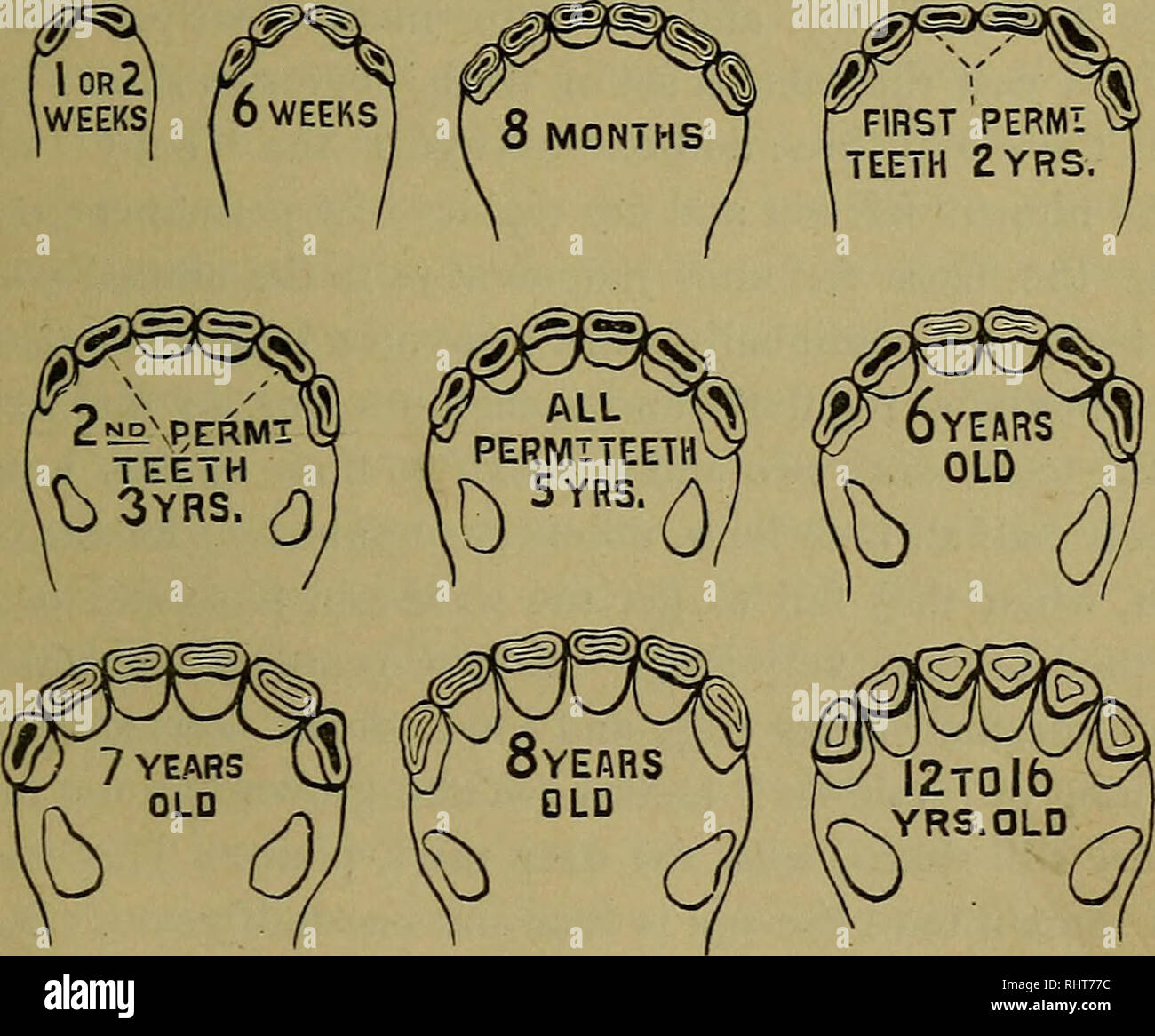 edad de los dientes del caballo