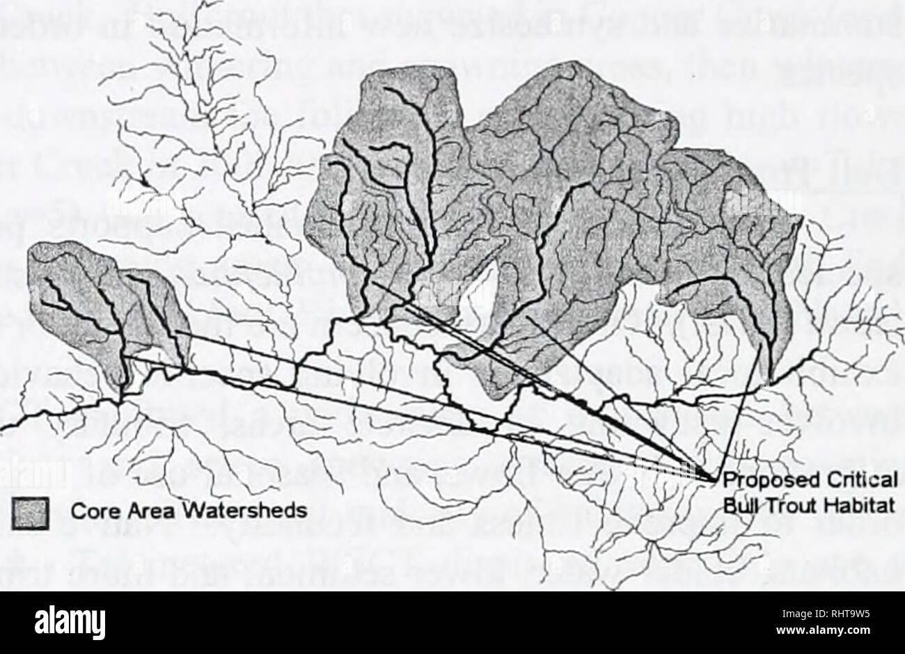 . El gran río Blackfoot restauración informe de progreso para el 2002 y 2003 . Las poblaciones de peces; peces; manejo pesquero; pesca de truchas; ecología; Stream Blackfoot Río (Mont. ). [T^ área núcleo'Cuencas Hidrográficas Figura 2. Área núcleo cuencas críticas y propuestas de la trucha de bull hábitat para la Cuenca del Río Blackfoot (excluyendo los Clearwater drenaje). Estructura de la cuenca; 3) mantener y aumentar la conectividad entre los Blackfoot Río y sus afluentes; 4) establecer una línea de base de redd cuenta en todos los drenajes que actualmente admiten el desove bull truchas migratorias; y 5) mantener Foto de stock