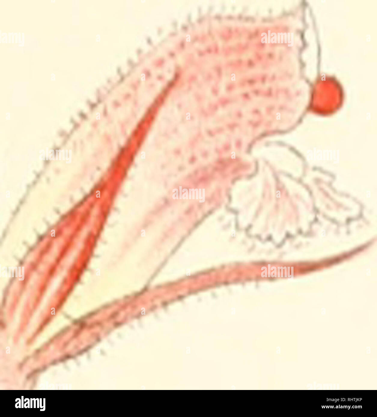 La Bibliotheca Botanica Las Plantas Tal Ly S Ci V O F L Nii Nlac 7 63 Siiii Himnos I Si Ct Y Osproleon I Ulandulosiic F U Alba I B 5 Serbica Por Favor Tenga En Cuenta Que Estas Imagenes