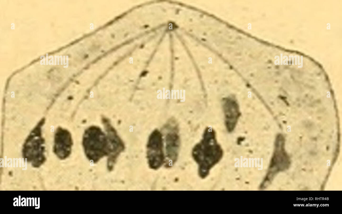 . Bibliographie anatomique. Anatomía Humana; Histología; Embriología Humana. 48. V 47 ir^:. •. Por favor tenga en cuenta que estas imágenes son extraídas de la página escaneada imágenes que podrían haber sido mejoradas digitalmente para mejorar la legibilidad, la coloración y el aspecto de estas ilustraciones pueden no parecerse perfectamente a la obra original. [Paris : Berger-Levrault et Cie Foto de stock