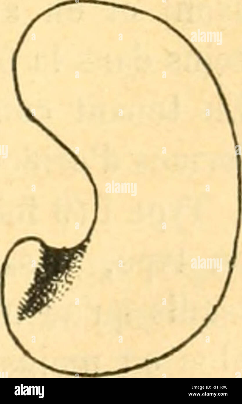 . Bibliographie anatomique. Anatomía Humana; Histología; Embriología Humana. . Por favor tenga en cuenta que estas imágenes son extraídas de la página escaneada imágenes que podrían haber sido mejoradas digitalmente para mejorar la legibilidad, la coloración y el aspecto de estas ilustraciones pueden no parecerse perfectamente a la obra original. [Paris : Berger-Levrault et Cie Foto de stock