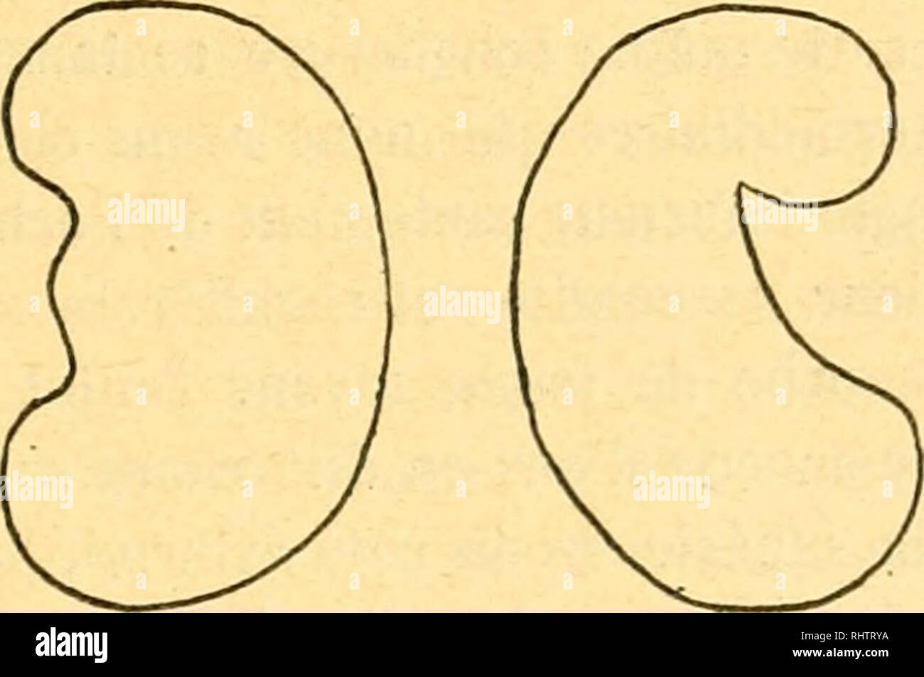 . Bibliographie anatomique. Anatomía Humana; Histología; Embriología Humana. . Por favor tenga en cuenta que estas imágenes son extraídas de la página escaneada imágenes que podrían haber sido mejoradas digitalmente para mejorar la legibilidad, la coloración y el aspecto de estas ilustraciones pueden no parecerse perfectamente a la obra original. [Paris : Berger-Levrault et Cie Foto de stock