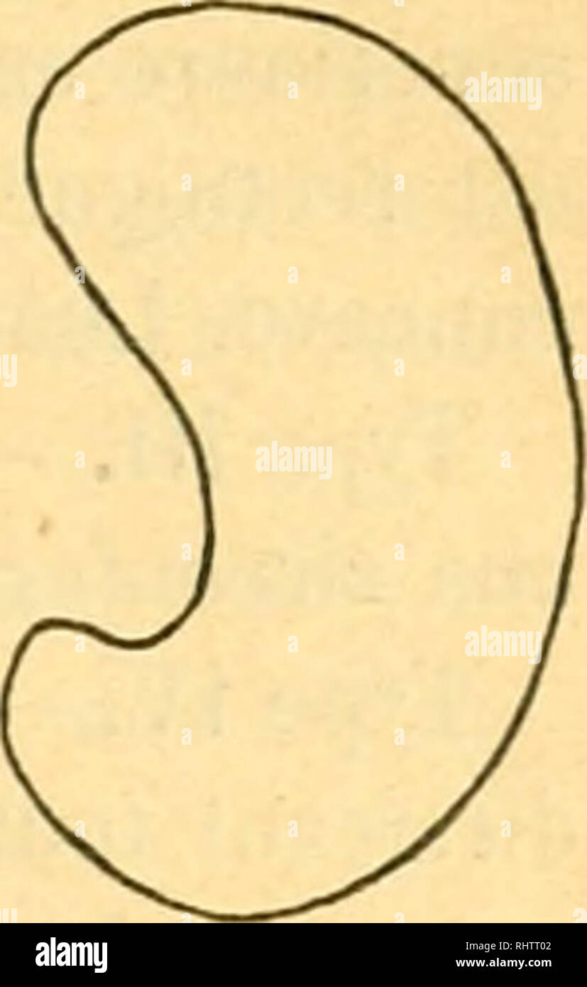 . Bibliographie anatomique. Anatomía Humana; Histología; Embriología Humana. m IV êce antérieure face postérieure posténeure ^ce , la cara antérieure. Por favor tenga en cuenta que estas imágenes son extraídas de la página escaneada imágenes que podrían haber sido mejoradas digitalmente para mejorar la legibilidad, la coloración y el aspecto de estas ilustraciones pueden no parecerse perfectamente a la obra original. [Paris : Berger-Levrault et Cie Foto de stock