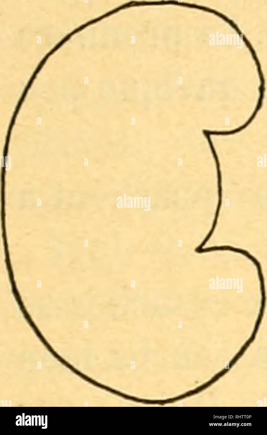 . Bibliographie anatomique. Anatomía Humana; Histología; Embriología Humana. TRAVAUX ORIGINAUX 59 I f^ïï ce antèneure cara cara postérieure antérieure ^ce postérieure. Por favor tenga en cuenta que estas imágenes son extraídas de la página escaneada imágenes que podrían haber sido mejoradas digitalmente para mejorar la legibilidad, la coloración y el aspecto de estas ilustraciones pueden no parecerse perfectamente a la obra original. [Paris : Berger-Levrault et Cie Foto de stock