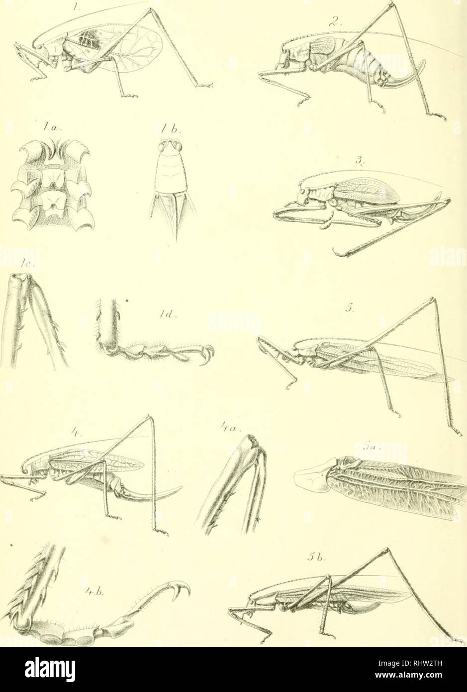 . Berliner entomologische Zeitschrift. La Entomología; Insectos. Ser/iuwJ'fJitunt. Zeitsrhrif't BdXXXTI I. Prof ür Jjrwu Dörxda. CID. Por favor tenga en cuenta que estas imágenes son extraídas de la página escaneada imágenes que podrían haber sido mejoradas digitalmente para mejorar la legibilidad, la coloración y el aspecto de estas ilustraciones pueden no parecerse perfectamente a la obra original. Berliner Entomologischer Verein. Berlin : Berliner Entomologischer Verein Foto de stock