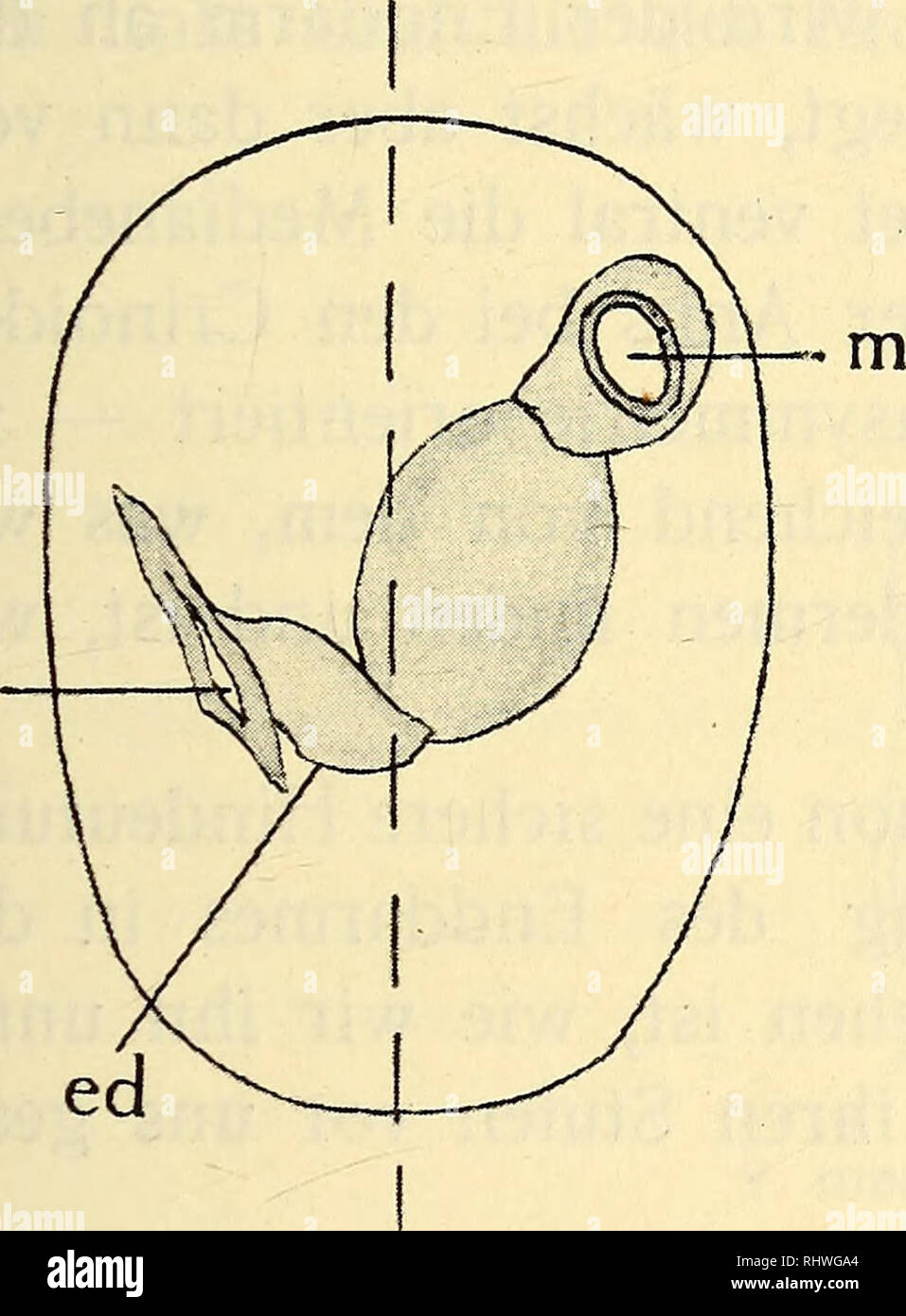 . Bergens Museos aarbok. La ciencia; historia natural. Cucumaria