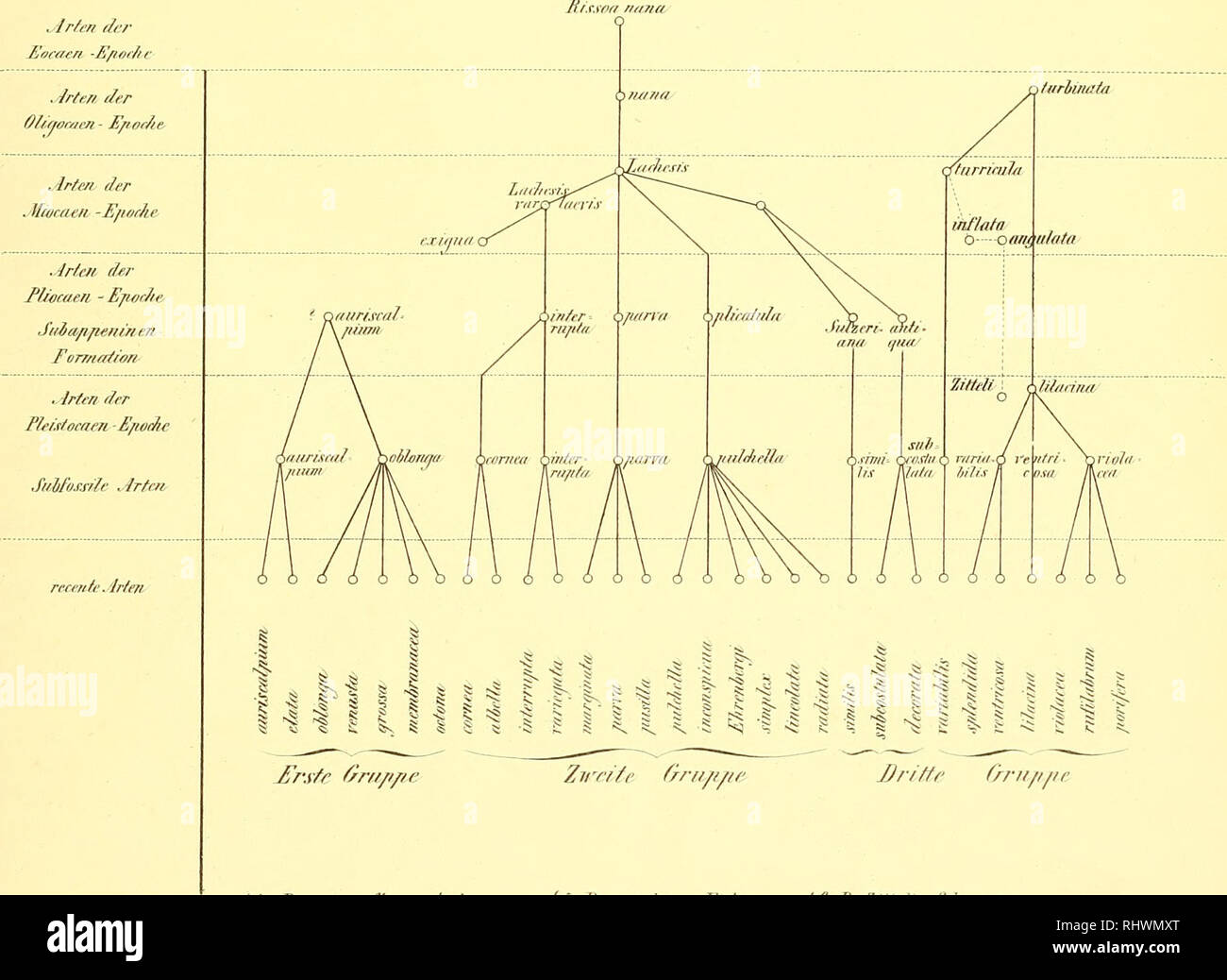 Die Familie Der Rissoiden Aber Ii Rissoa Gastropoda Iflits Ilikr Fttfrl I Rirsfi7 Fui R Rr F R I W Yr Trf Berjifnfoiffc I Fu Rr Fi7 Rs 7 E Wim Jkf Ano M Ff F Rr Farsi C N Ri R Z F A Fssocfi Ix Tnri Ur Ia Ir Cri Tl
