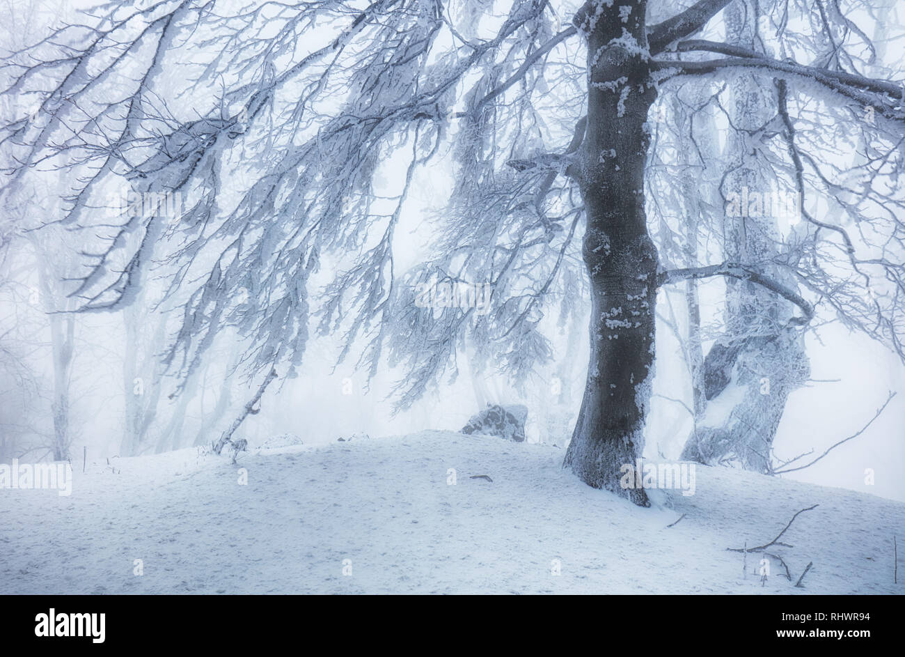 Paisaje helado - bosque de neblina de invierno Foto de stock
