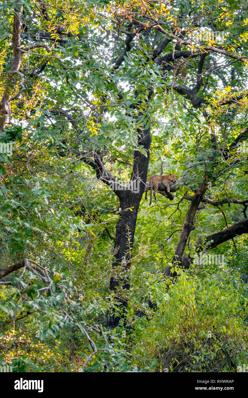 Un leopardo descansando en una rama tras una comida más arriba en el árbol. Foto de stock
