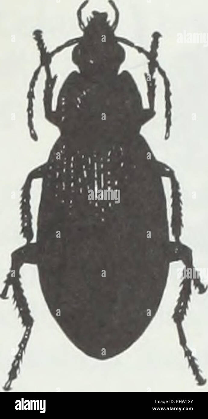 . Insectos y ácaros beneficiosos. Ácaros;; Plagas de insectos. Figura 10. Algunos importantes Illinois mariquitas. A) C- 7, Coccinella septempunctata. B) La dama tzvospotted escarabajo, Adalia bipunctata. O el manchado de los escarabajos, dama Coleomegilla maculata. D) la apuñaló dos veces dama escarabajo, Chilocorus estigma. El estigma, figura lOd) es un depredador de muchas especies de insectos. Stethorus punctum, un importante predador de araña roja en huertos de manzanos en Michigan, Pennsylvania, y el oeste de Nueva York, se encuentra esporádicamente en Illinois. Los adultos son diminutas (3 mm), redonda, brillante, negro escarabajos. Tanto los adultos como los ángeles Foto de stock