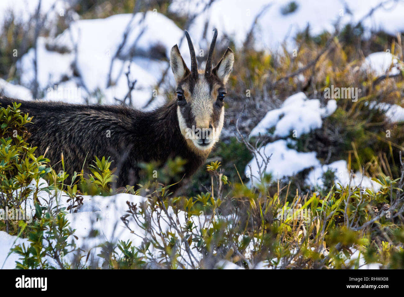 Un chamoix en la primera nevada de la temporada en Aletschwald Foto de stock