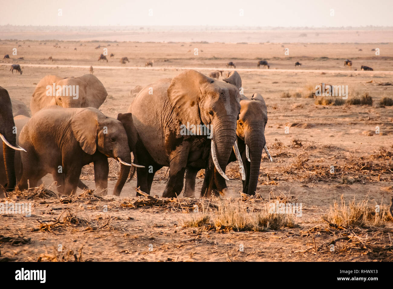 Manada de elefantes en el Parque Nacional Amboseli Foto de stock